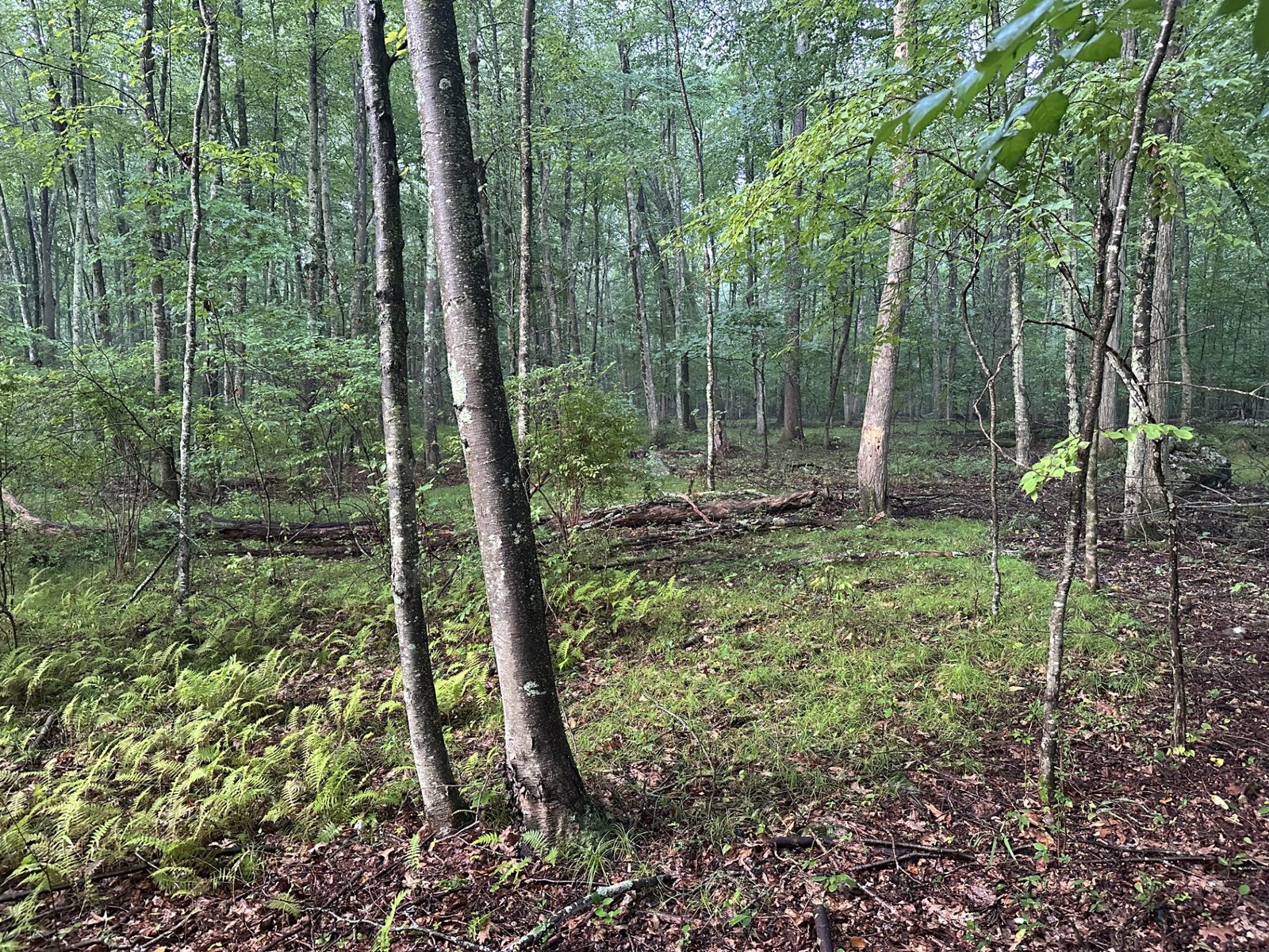 65+ Subdividable Acres in a highly desirable area in Monroe CT property image